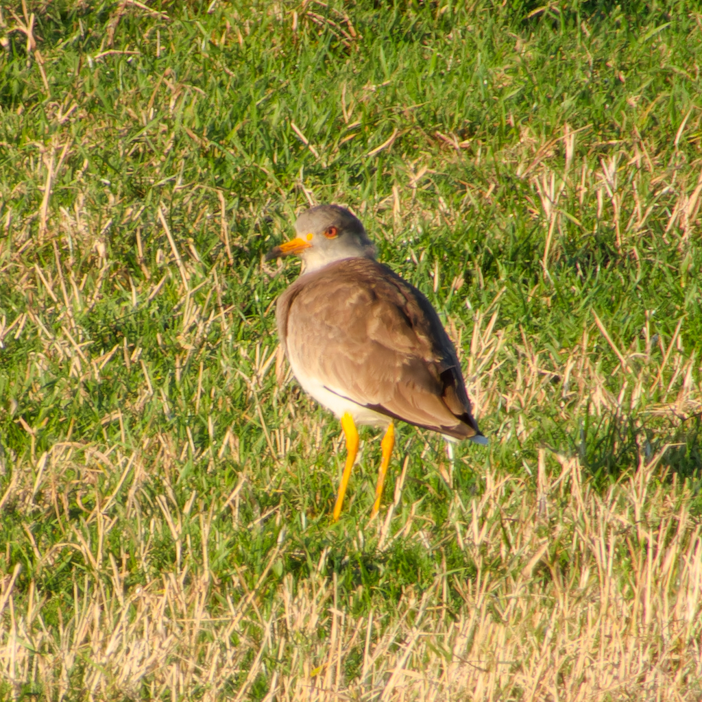 Grey-headed Lapwing